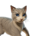 The Best Cat