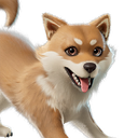 Miso