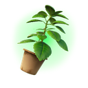 Green Herb