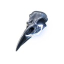 Bird Skull