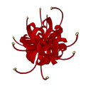 Red Spider Lily
