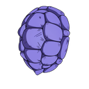 Kamesennin's Shell