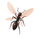 Ant-Tonio
