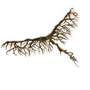 Root Wing